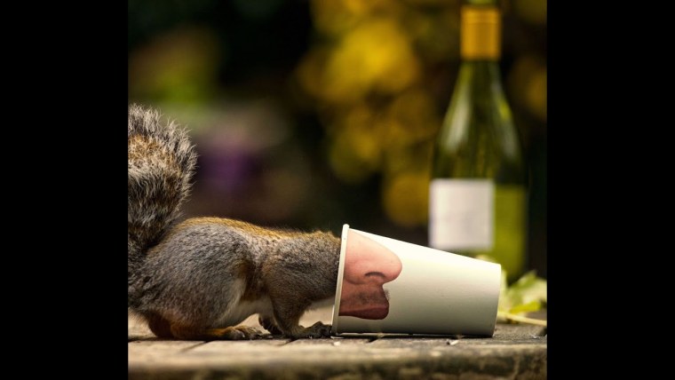 Белка креатив