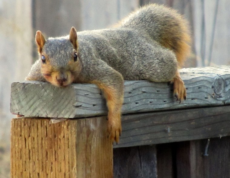 Смешная белка