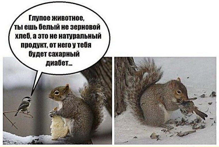 Белка жрет птицу