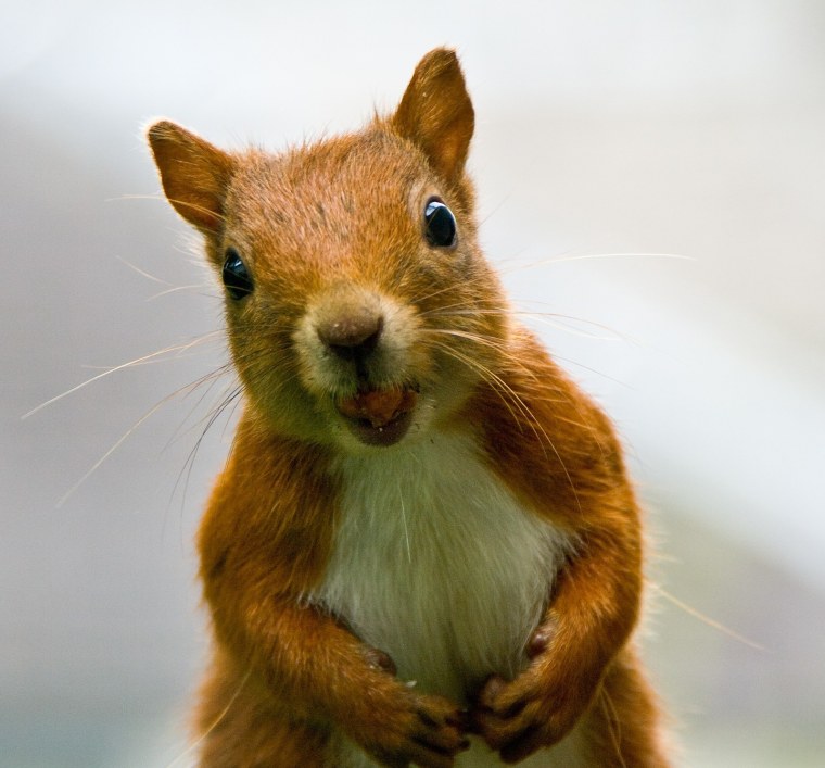 Белка улыбается