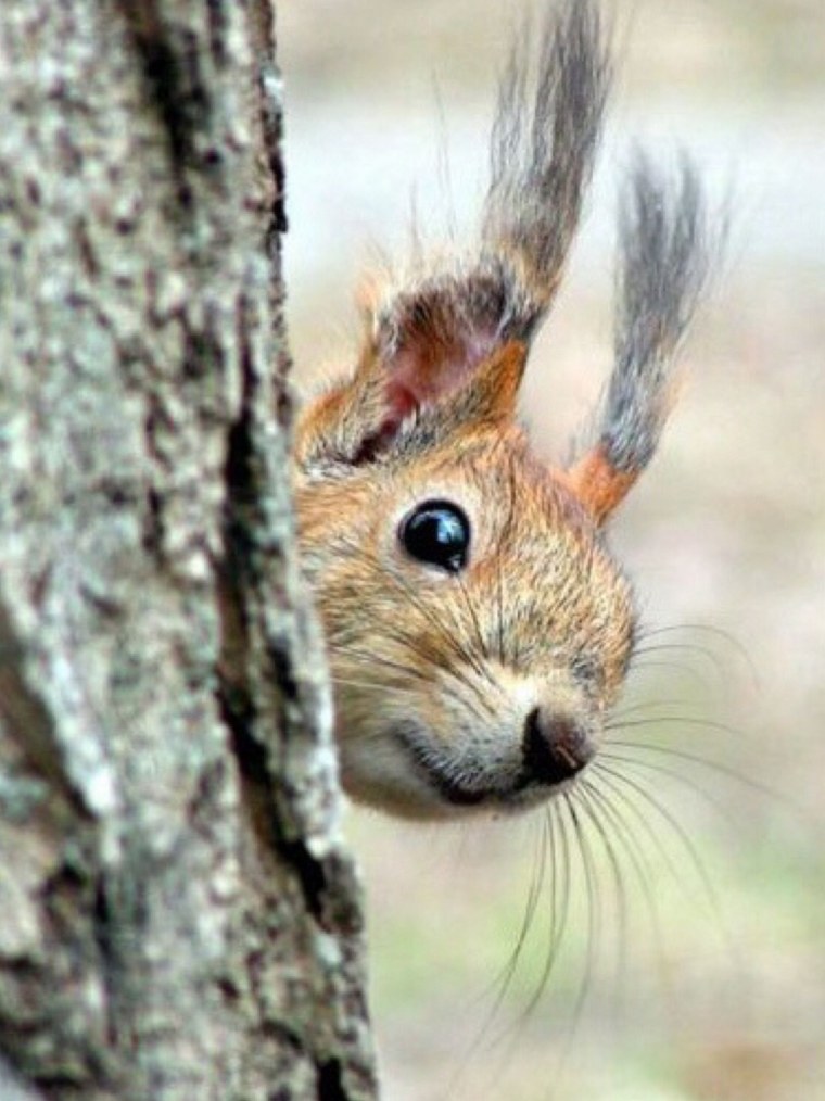 Испуганная белка