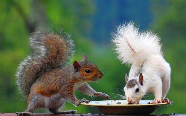 Белка прикол