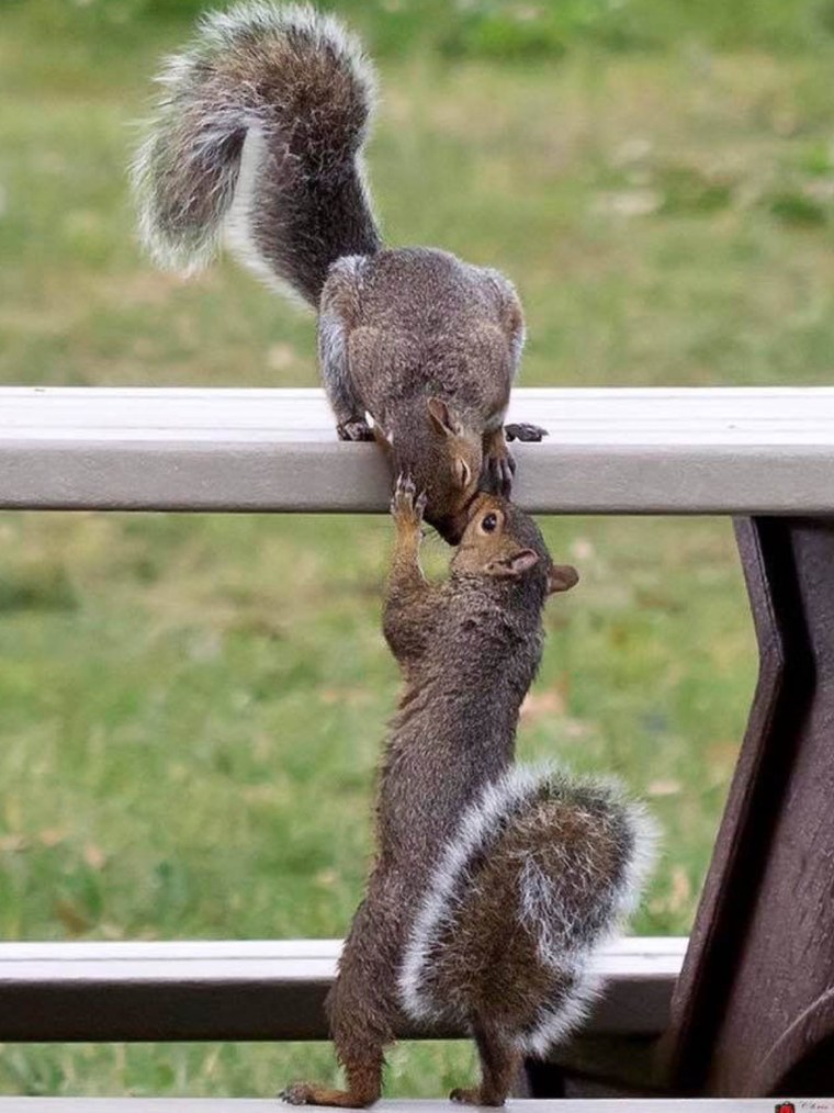 Белка прикол