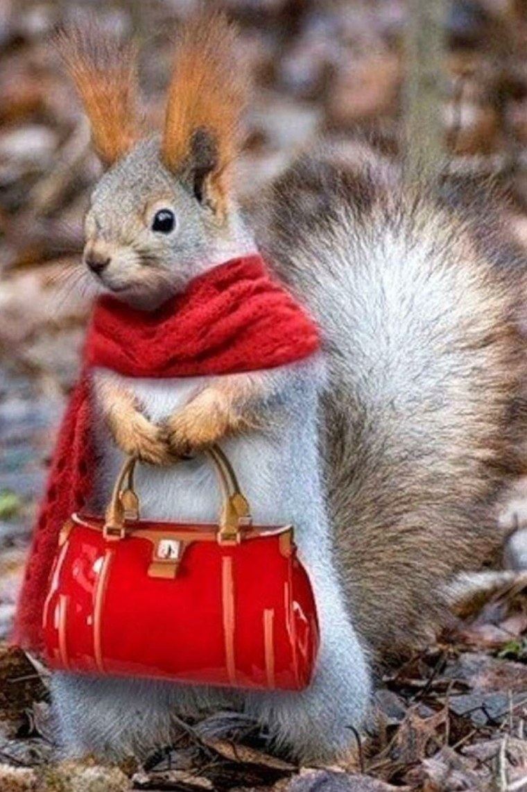 Смешная белка