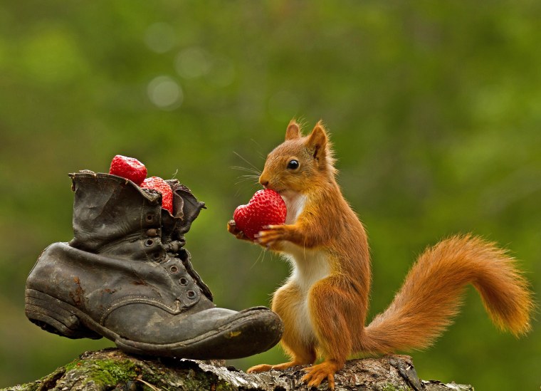 Смешная белка