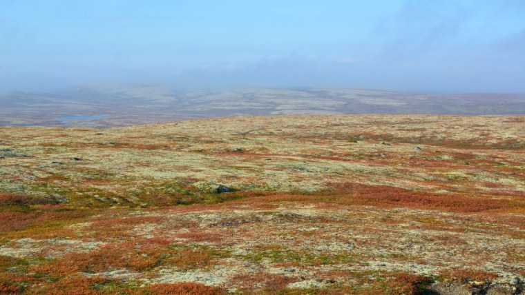 Тундра Безлесная зона