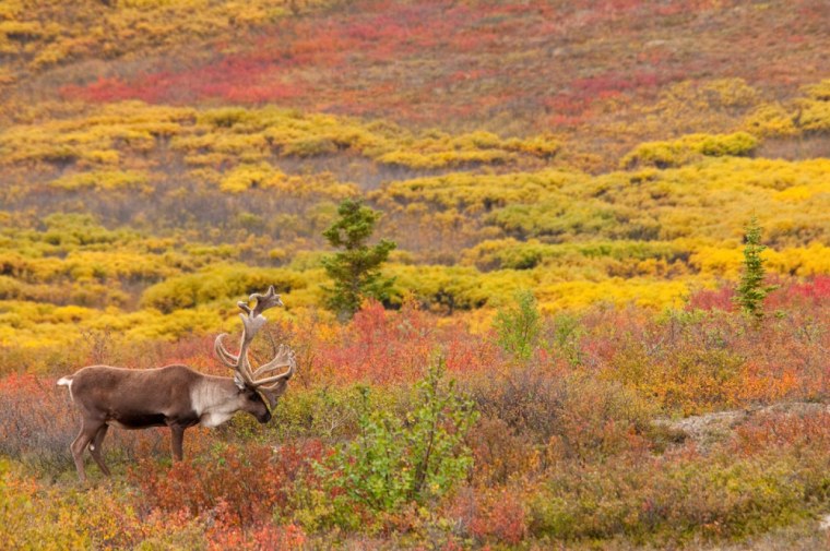 Арктическая пустыня тундра лесотундра