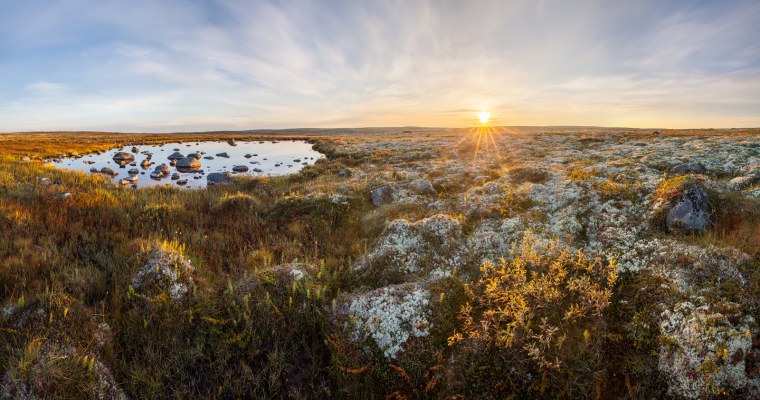 Тундра Безлесная равнина
