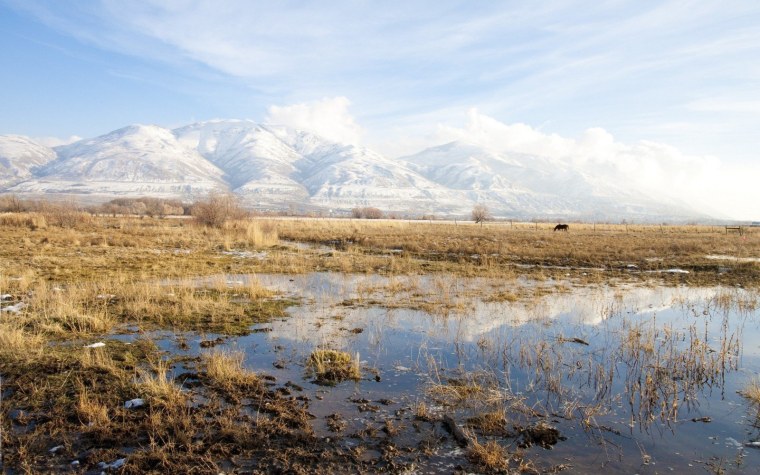 Болотистая тундра