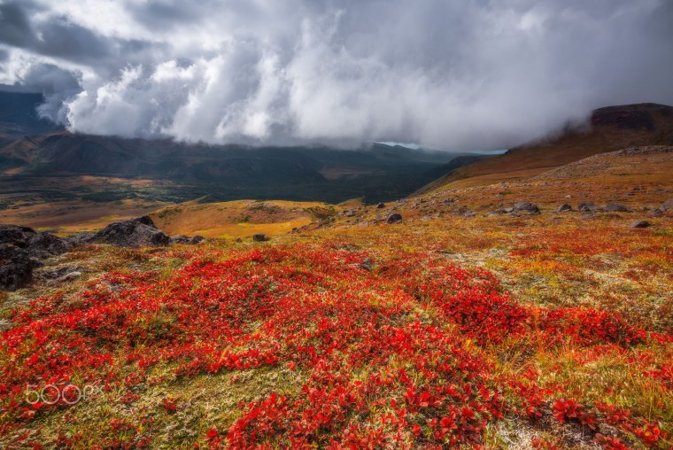 Тундра Камчатки