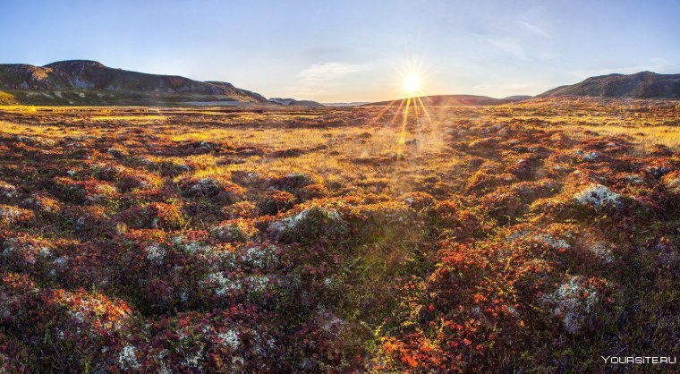 Морошка Кольский полуостров