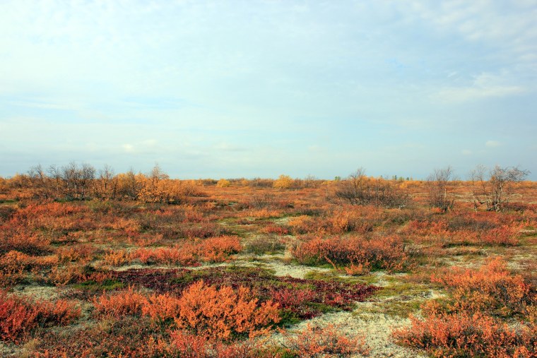 Кустарниковая тундра