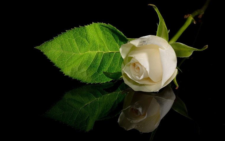 Белые розы на темном фоне