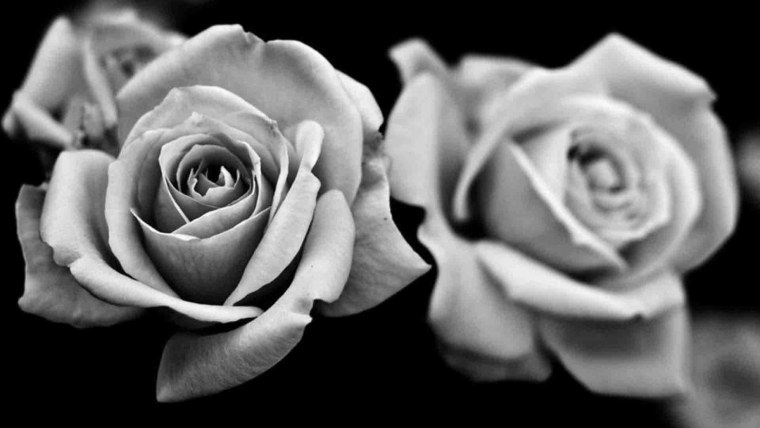Черные и белые розы