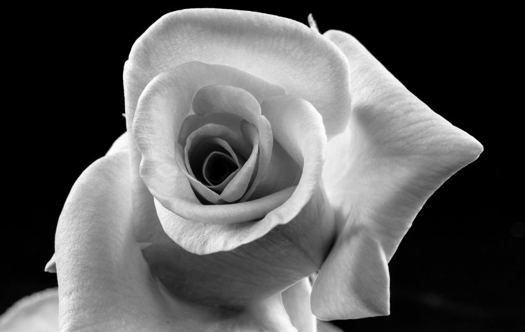 Белая роза на черном фоне