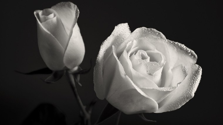 Белая роза на черном фоне