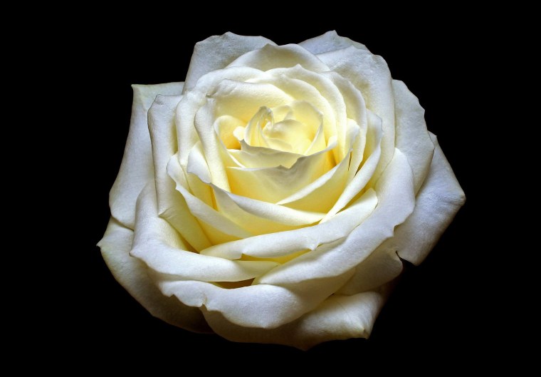 Бледно белые розы