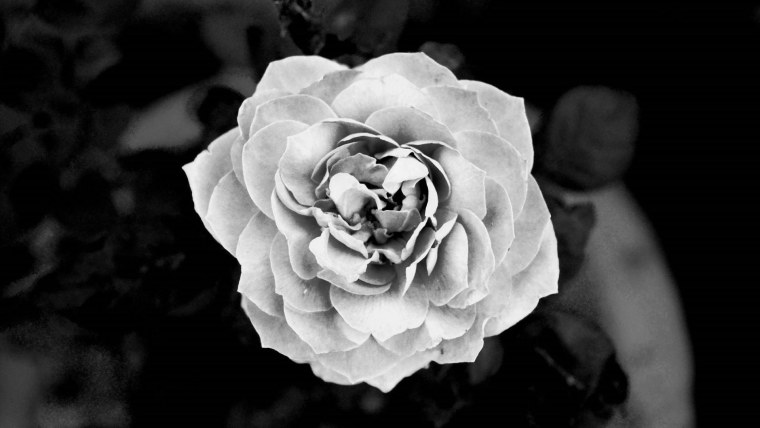 Белая роза на черном фоне арт