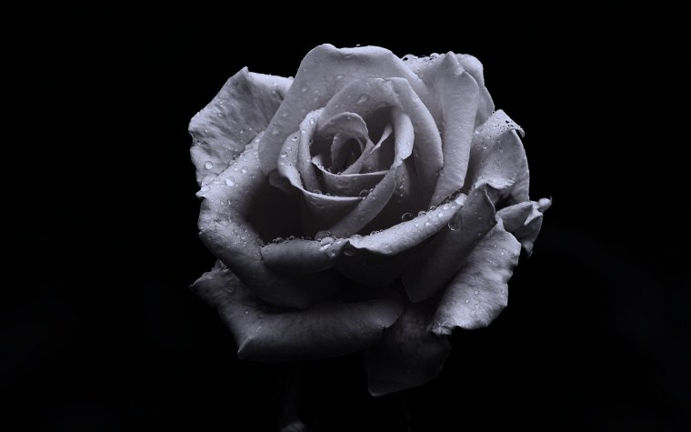 Белая роза на черном фоне