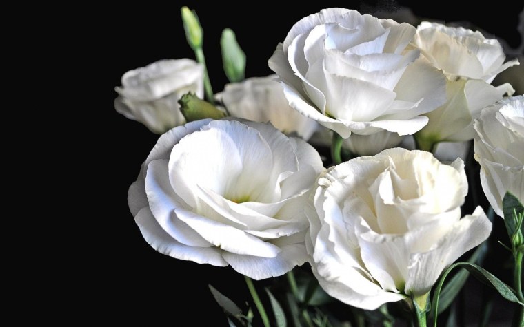 Эустома Rosita White