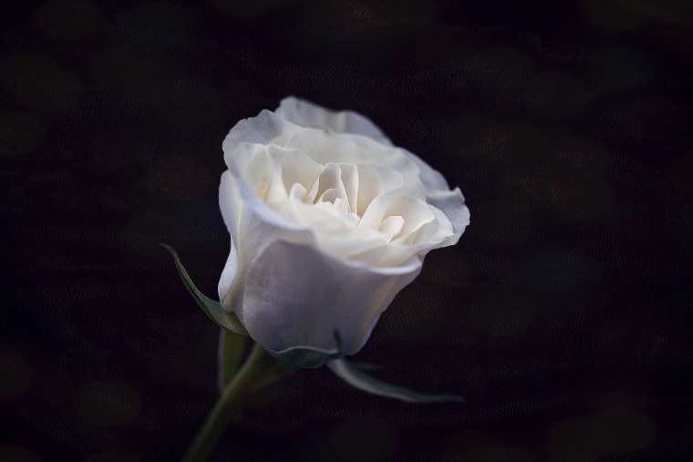Одинокая белая роза