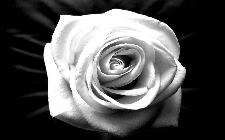 Белая роза на черном фоне