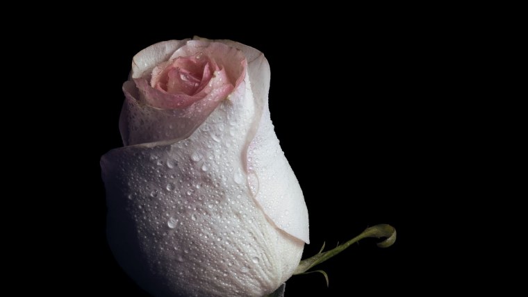 Распускающийся цветок