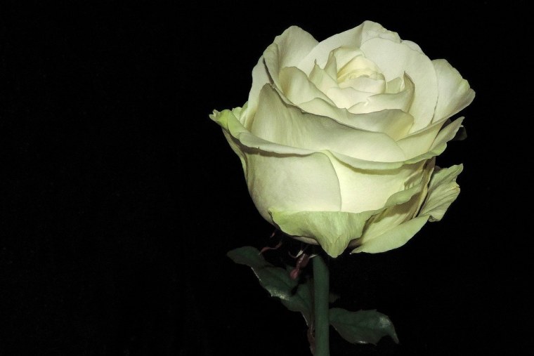 Роза Бранко