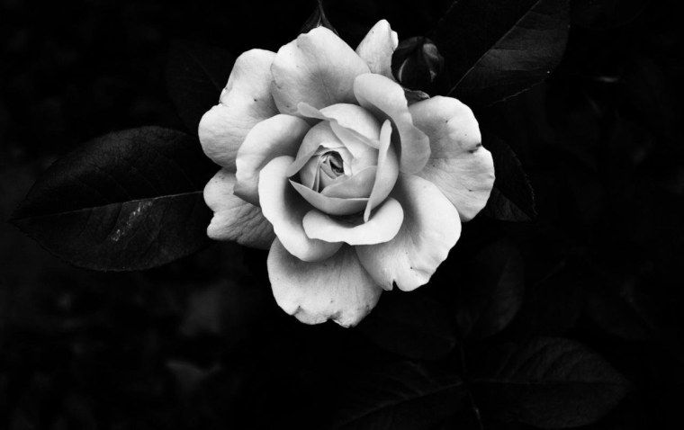 Роза в черно белом цвете