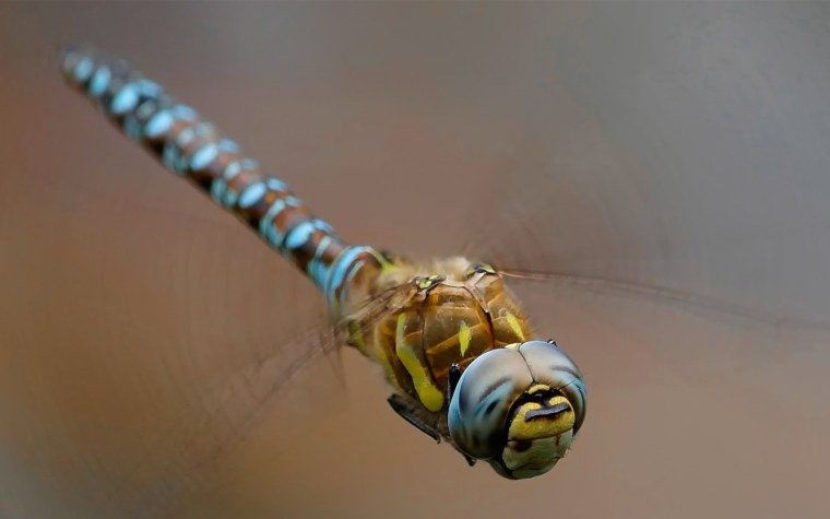 Стрекоза макро