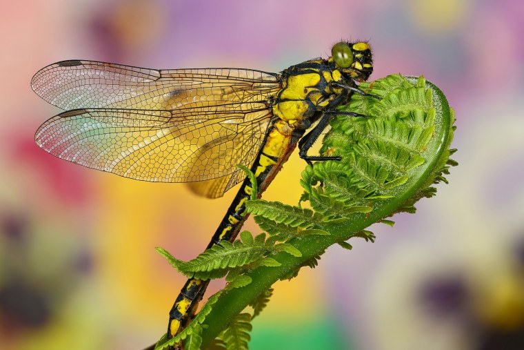 Стрекоза макро