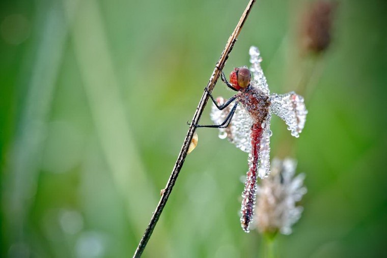 Насекомые в капельках росы