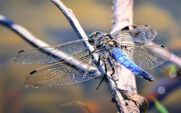 Стрекоза Макросъемка
