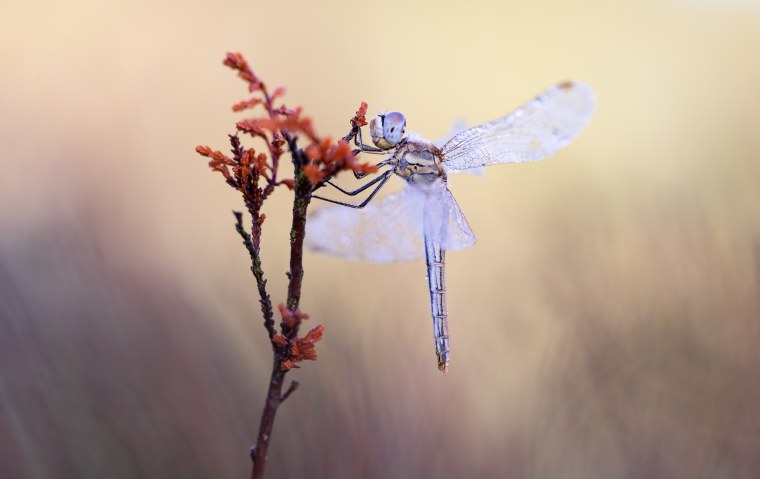 Стрекоза в природе