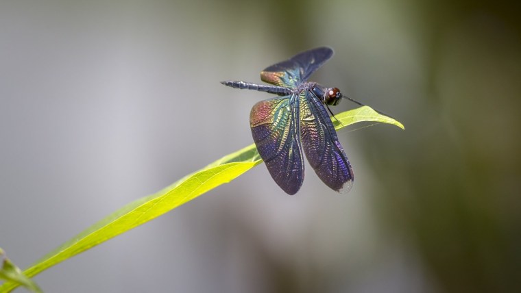 Стрекоза Радужница зеленая