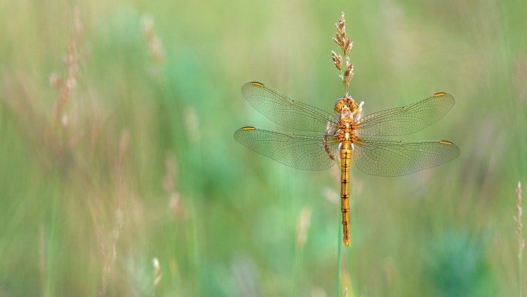 Насекомые Луга Стрекоза