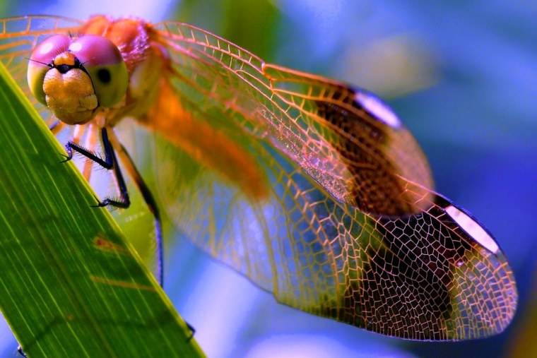 Красивые насекомые