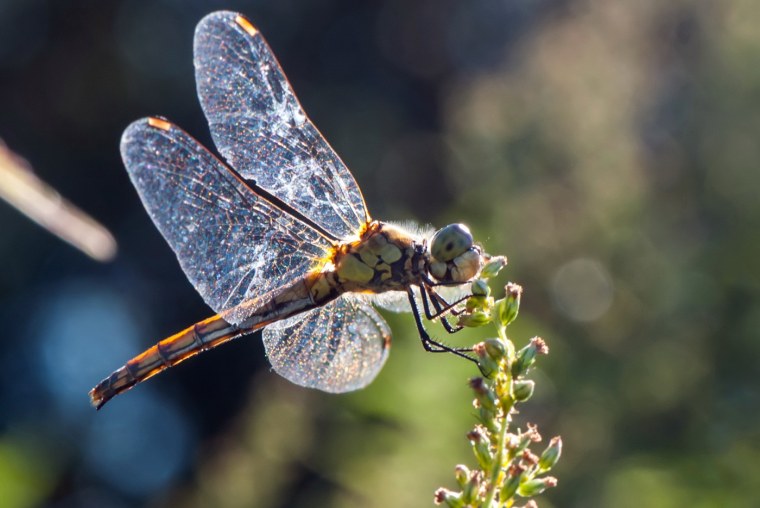 Необычные Стрекозы