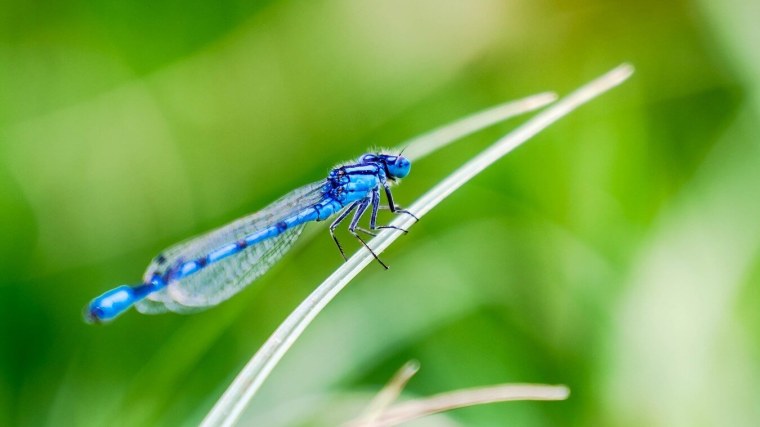 Зеленая Стрекоза макро