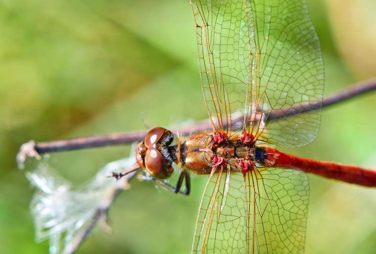 Стрекоза макро