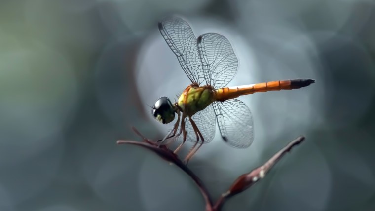 Стрекоза макро