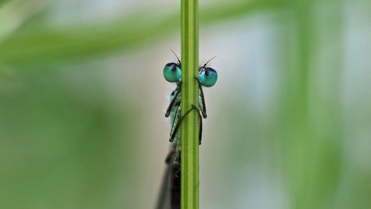 Стрекоза Макросъемка