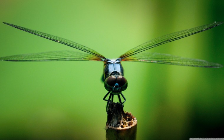 Стрекоза Макросъемка