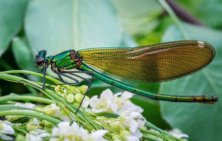 Стрекозы в огороде