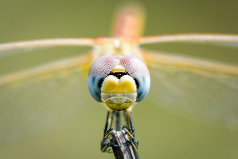 Красивые насекомые