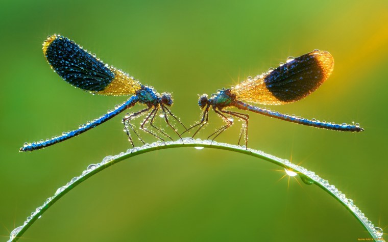 Много стрекоз