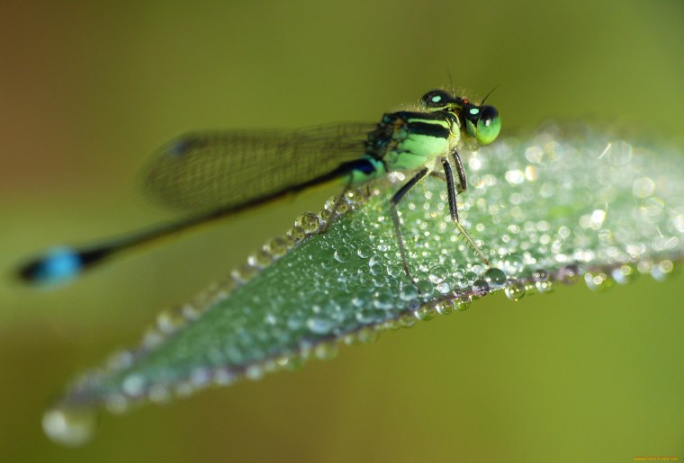 Стрекоза в капельках росы