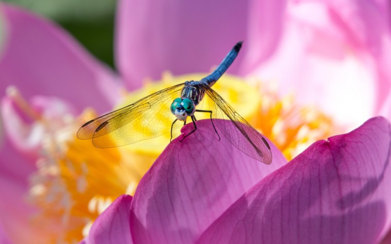 Макросъемка растений