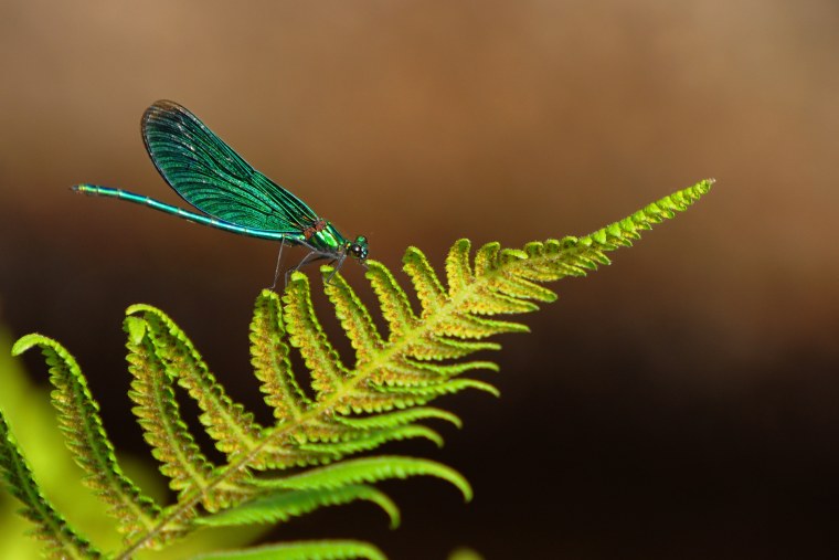 Стрекоза на папоротнике