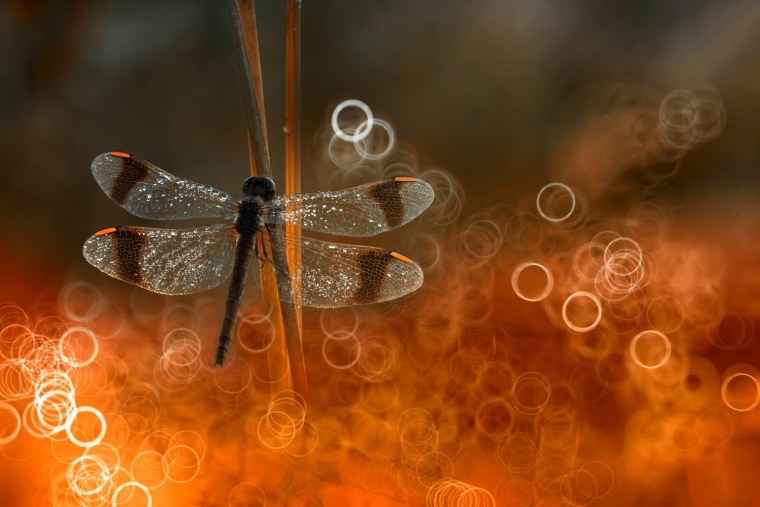 Стрекоза макро в полете